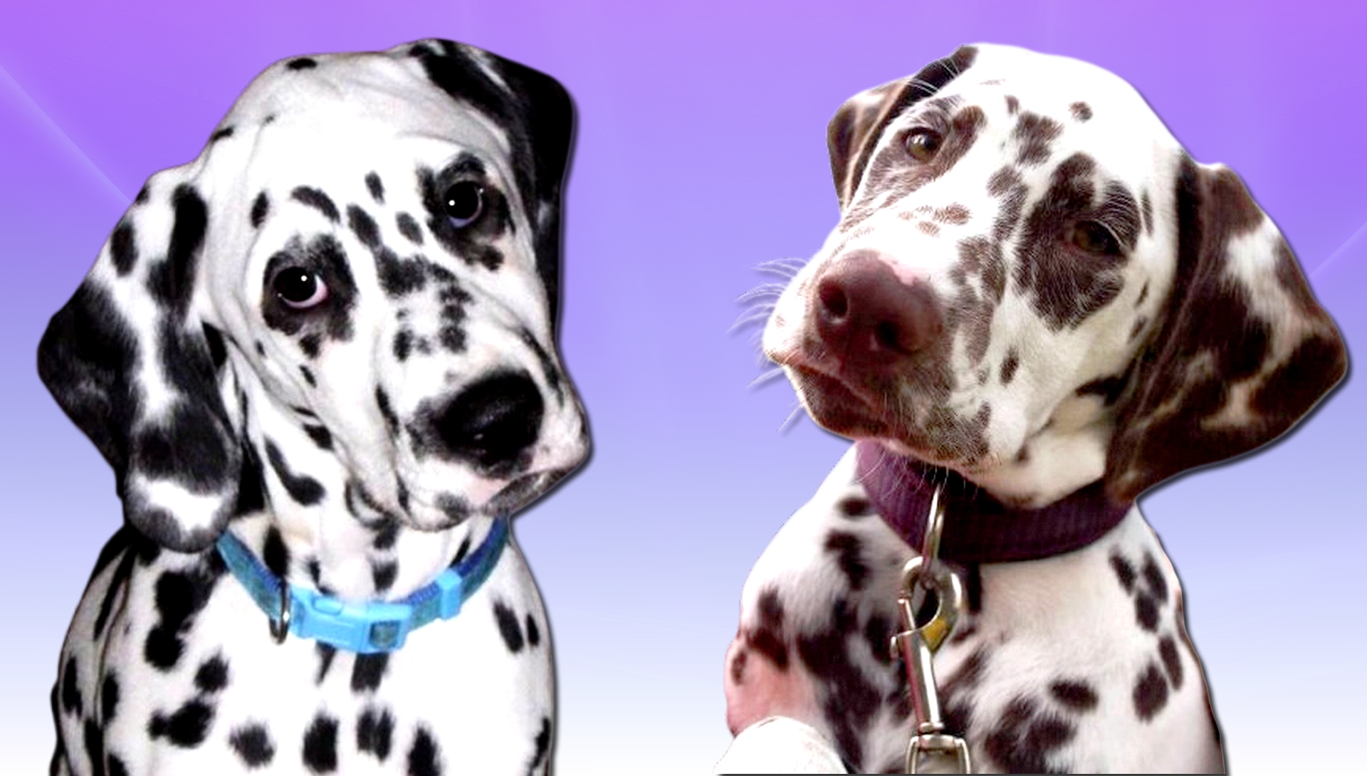 Alabama + Akasha, stejný otec - Falco Petrovický vítr a dvě různé matky feny.